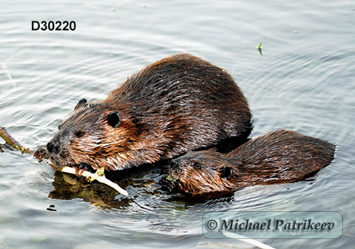 North American Beaver (Castor canadensis)